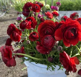 jaskier-perski-ranunculus-cioccolato-cebulki-5-szt-gratis