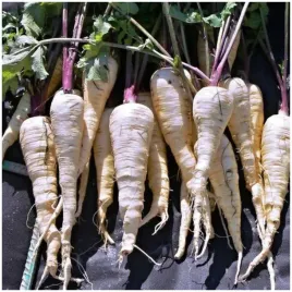 pasternak-kamo-wysoce-aromatyczny-srednio-pozny-nasiona-5g