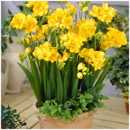 frezja-pelna-zolta-freesia-double-pachnaca-cebulki-10-szt-gratis