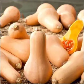 dynia-pizmowa-waltham-butternut-slodko-orzechowy-smak-nasiona-2g