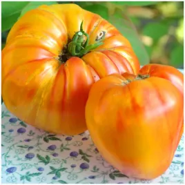 pomidor-wysoki-oxheart-orange-bawole-serce-pomaranczowe-owoce-nasiona-05-g