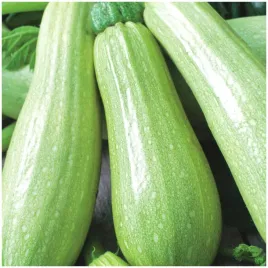 dynia-zwyczajna-cukinia-wanda-2g