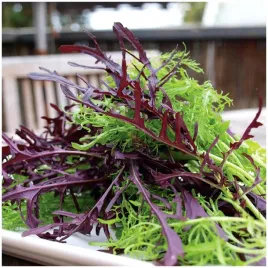 mizuna-mieszanka-zielona-i-czerwona-nasiona-1g