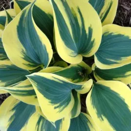 hosta-funkia-autumn-frost-sadzonki-klacza-3-szt-gratis