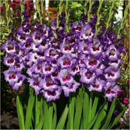 gladiolus-cebulki-mieczyk-vista-fioletowy-cebulki-10-szt-gratis