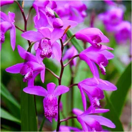 storczyk-ogrodowy-rozowy-bletilla-striata-sadzonki-klacza-3-szt-gratis