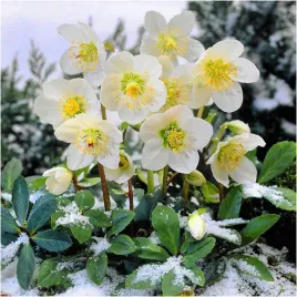 ciemiernik-bialy-helleborus-niger-sadzonki-klacza-3-szt-gratis