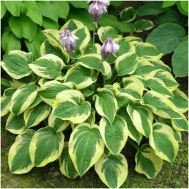 hosta-funkia-wide-brim-sadzonki-klacza-3-szt-gratis