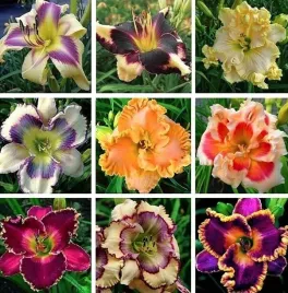 liliowiec-mix-kolorow-i-odmian-sadzonki-klacza-3-szt-gratis