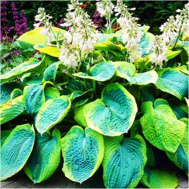 hosta-funkia-frances-williams-sadzonki-klacza-3-szt-gratis