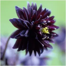 orlik-black-barlow-unikat-sadzonki-klacza-3-szt-gratis