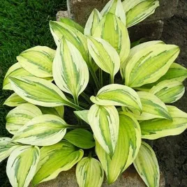 hosta-funkia-captain-s-adventure-sadzonki-klacza-3-szt-gratis