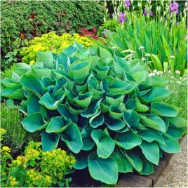 hosta-sieboldiana-elegans-sadzonki-klacza-3-szt-gratis