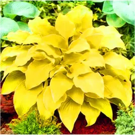 hosta-zolta-august-moon-duze-liscie-sadzonki-klacza-3-szt-gratis