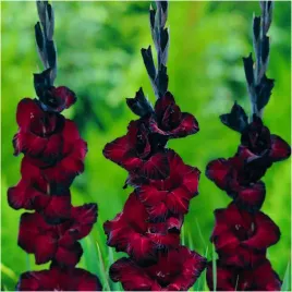 gladiolus-mieczyk-black-star-czarny-cebulki-10-szt-gratis