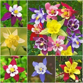 orlik-ogrodowy-aquilegia-mix-sadzonki-klacza-6-szt-gratis