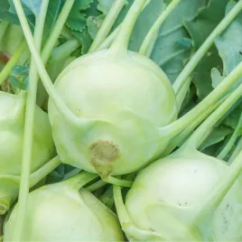 kalarepa-gigant-plenna-odmiana-idealna-do-uprawy-w-gruncie-nasiona-1g