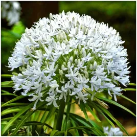agapantus-bialy-polar-ice-agapanthus-sadzonki-klacza-3-szt-gratis