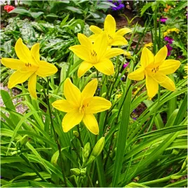liliowiec-zolty-aten-hemerocallis-sadzonki-klacza-3-szt-gratis