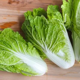 kapusta-pekinska-forco-wczesna-05g