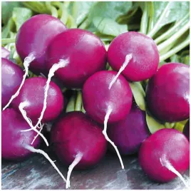 rzodkiewka-fioletowa-viola-wczesna-nasiona-5g