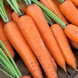 marchew-pozna-cidera-nasiona-3g