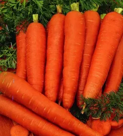 marchew-pozna-darina-nasiona-3g