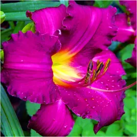 liliowiec-fioletowy-jockey-club-hemerocallis-sadzonki-klacza-3-szt-gratis