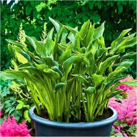 hosta-funkia-praying-hands-sadzonki-klacza-3-szt-gratis