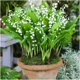 konwalia-biala-majowa-sadzonki-klacza-6-szt-gratis