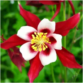 orlik-ogrodowy-crimson-star-sadzonki-klacza-3-szt-gratis