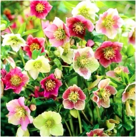 ciemiernik-helleborus-mix-sadzonki-klacza-3-szt-gratis