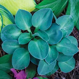 hosta-funkia-blue-mouse-ears-mysie-uszy-sadzonki-klacza-3-szt-gratis