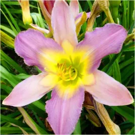 liliowiec-nile-crane-hemerocallis-sadzonki-klacza-1-szt-gratis