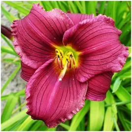liliowiec-hemerocallis-grape-velvet-sadzonki-klacza-3-szt-gratis
