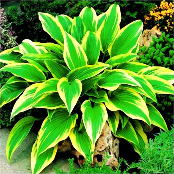 HOSTA FUNKIA AUREOMARGINATA sadzonki kłącza 1 szt. + GRATIS