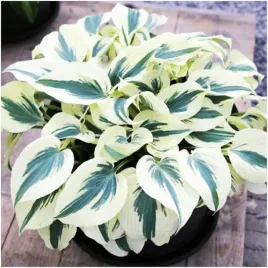 hosta-funkia-firn-line-sadzonki-klacza-1-szt-gratis