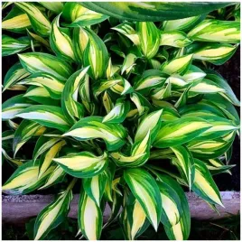 hosta-funkia-lakeside-little-tuft-sadzonki-klacza-1-szt-gratis