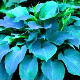 hosta-funkia-niebieska-halcyon-sadzonki-klacza-1-szt-gratis