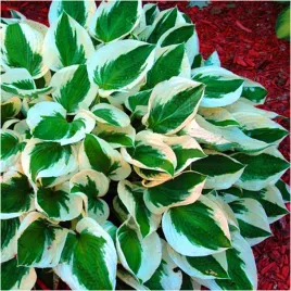 hosta-funkia-patriot-sadzonki-klacza-1-szt-gratis