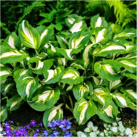 hosta-funkia-mediovariegata-sadzonki-klacza-1-szt-gratis