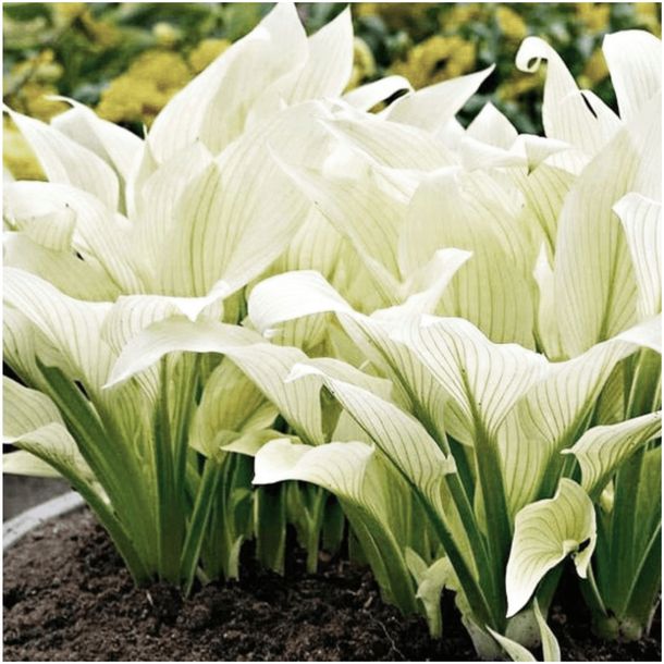 HOSTA FUNKIA BIAŁA WHITE FEATHER sadzonki kłącza 1 szt. + GRATIS
