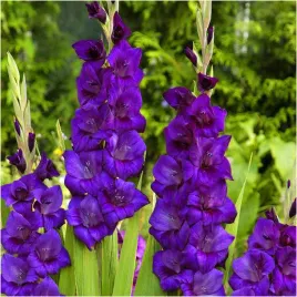 gladiolus-mieczyk-fioletowy-purple-flora-cebulki-10-szt-gratis