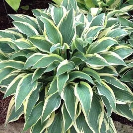 hosta-funkia-wolverine-sadzonki-klacza-1-szt-gratis