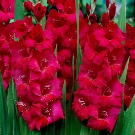 gladiolus-mieczyk-karmazynowy-cebulki-5-szt-gratis