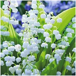 konwalia-biala-majowa-sadzonki-klacza-3-szt-gratis