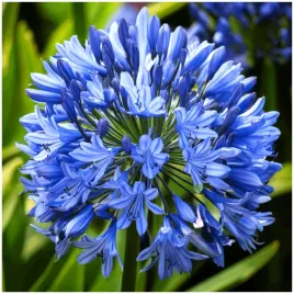 agapantus-niebieski-triumphator-agapanthus-sadzonki-klacza-1-szt-gratis