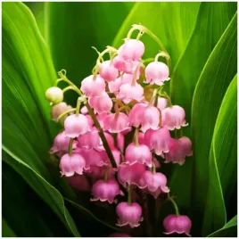 konwalia-rozowa-convallaria-majalis-sadzonki-klacza-1-szt-gratis