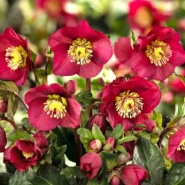 ciemiernik-purpurowy-helleborus-purpurascens-sadzonki-klacza-1-szt-gratis