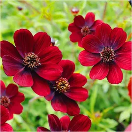 kosmos-czekoladowy-nachylek-cosmos-atrosanguineus-sadzonki-klacza-1szt-grat